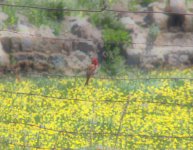 rosefinch male.jpg