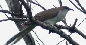 P1260206 apr 28  black billed cuckoo.jpg