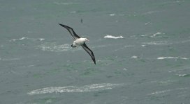 DSC05763 Black-browed Albatross @ Shelly Beach bf.jpg