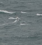 DSC05855 Shy:White-capped Albatross @ Shelly Beach, Manly bf.jpg