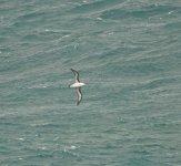 DSC05430 Black-browed Albatross @ Shelly Beach bf.jpg