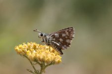 Orbed Red Underwing Skipper ar 2.jpg