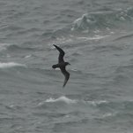 DSC05652 Grey-faced Petrel @ Shelly Beach, Manly bf.jpg