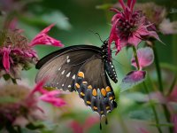 Spicebush Swallowtail 1.jpg