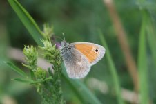 Small Heath ar 1.jpg