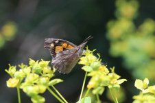Nettle-tree Butterfly ar 2.jpg