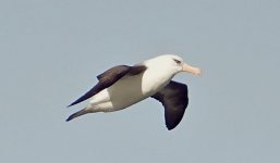 DSC06057 Campbell Albatross @ Sydney Whalewatch bf.jpg