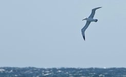 DSC06307 Shy:White-capped Albatross @ Sydney Whalewatch bf.jpg