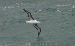 DSC05807 Black-browed Albatross @ Shelly Beach, Manly bf detail.jpeg