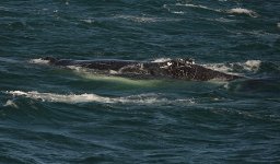 DSC06305 Humpback Whale @ Sydney Whalewatch bf.jpg
