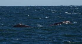 DSC06195 Humpback Whales @ Sydney Whalewatch bf.jpg
