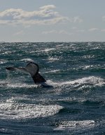 DSC06327 Humpback Whales @ Sydney Whalewatch bf.jpg
