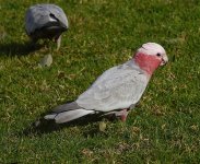 DSC06511 Galah @ Rawson Park bf.jpg