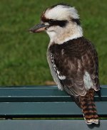 DSC06513 Laughing Kookaburra @ Rawson Park bf.jpg