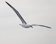 DSC06611 Yellow-nosed Albatross @ Sydney Pelagics.jpg
