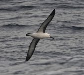 DSC06577 Yellow-nosed Albatross @ sydney Pelagic bf.jpg