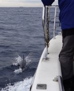 DSC06649 Common Dolphin @ Sydney Pelagic bf.jpg