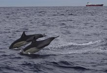 DSC06647 Common Dolphin @ Sydney Pelagic bf.jpg