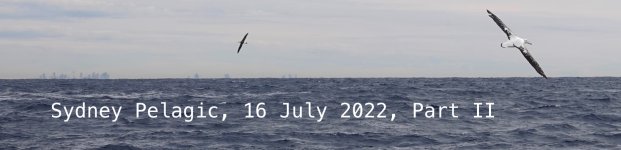 DSC06843 Wandering Albatross @ Sydney Pelagic.jpg