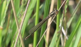 IMG_4535a Small Red damselfly female black 15 Jul 2022 Bystock.jpg