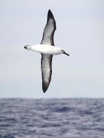DSC07173 Yellow-nosed Albatross Sydney Pelagic bf.jpg