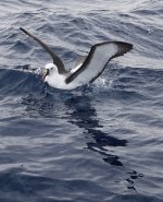 DSC07155 Yellow-nosed Albatross @ Sydney Pelagic bf.jpg