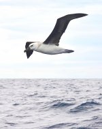 DSC07048 Black-browed Albatross @ Sydney Pelagics.jpg