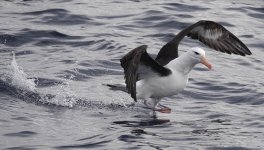 DSC06978 Black-browed Albatross @ Sydney Pelagic bf .jpg