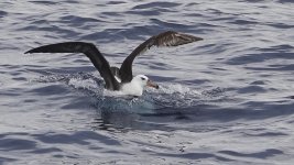 DSC06985 Campbell Albatross @ Sydney Pelagic bf.jpg