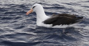 DSC07127 Campbell Albatross @ Sydney Pelagic bf.jpg