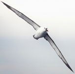 DSC07184 Yellow-nosed Albatross @ Sydney Pelagic bf.jpg