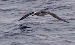DSC07108 Buller's Albatross @ Sydney Pelagic bf.jpg