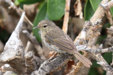 112IMG_9680_Canary Islands Chiffchaff_Tenerife_07-2022.JPG