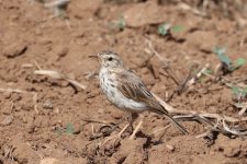 117IMG_1537_Berthelot's Pipit_Tenerife_07-2022.JPG