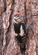 112IMG_0144_Great Spotted Woodpecker_Tenerife_07-2022.JPG