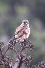 116IMG_9863_Common Kestrel_Tenerife_07-2022.JPG