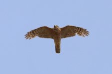 1193IMG_1035_Eurasian Sparrowhawk_Tenerife_07-2022.JPG