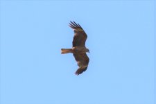 IMG_2061_Black Kite_Tenerife_07-2022.JPG