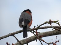 bullfinch.jpg