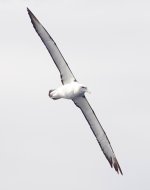 DSC07246 White-capped Albatross @ Sydney Pelagics bf.jpg