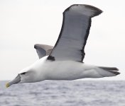 DSC07081 White-capped Albatross @ SydneyPelagic bf.jpg