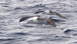 DSC07159 White-capped and Indian Yellow-nosd Albatross @ Sydney pelagic bf.jpg