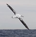 DSC06843 Wandering Albatross @ Sydney Pelagics.jpg