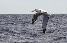 DSC06847 Wandering Albatross @ Sydney Pelagics .jpg