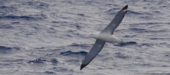 DSC06846 Wandering Albatross @ Sydney Pelagics.jpg