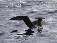 DSC07065 Northern Giant Petrel @ Sydney Pelagics.jpg