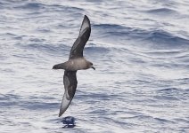 DSC06888 Providence Petrel @ Sydney Pelagic bf.jpg