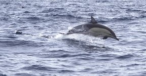 DSC07250 Common Dolphin @ Sydney Pelagic bf.jpg