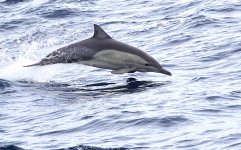 DSC07251 Common Dolphin @ Sydney Pelagic bf.jpg
