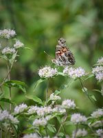 American Painted Lady 1.jpg